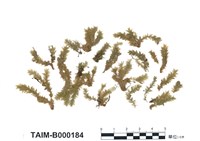 藏品(尖葉油苔)的圖片